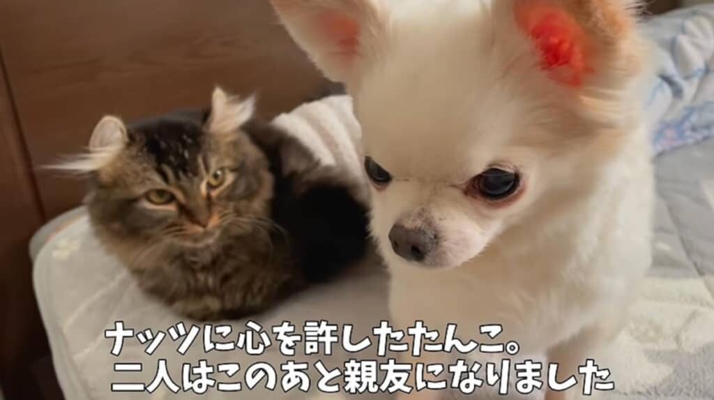 先住犬のナッツくんと親友に！