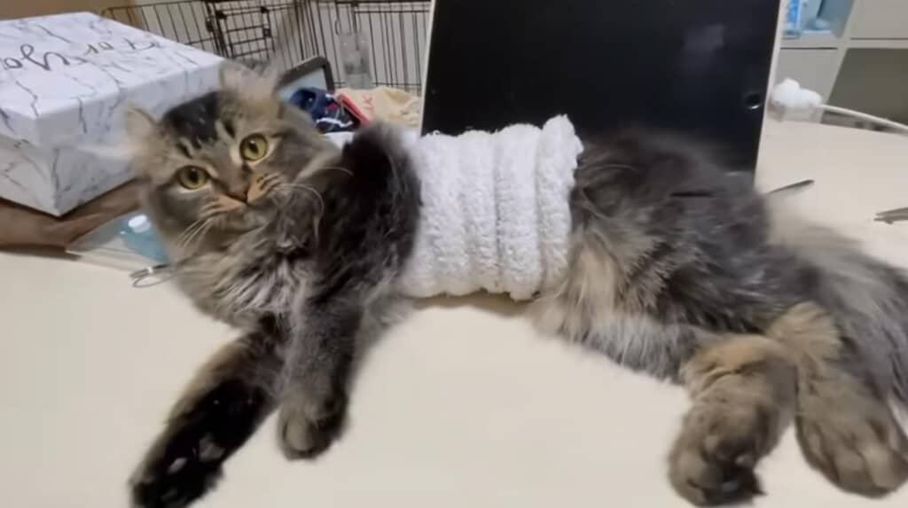 飼い主さんたちにも心を開いてくれるように