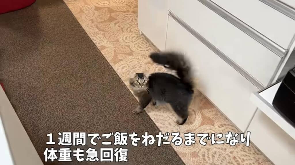 数日で下痢がおさまり、1週間後にはごはんもおねだり