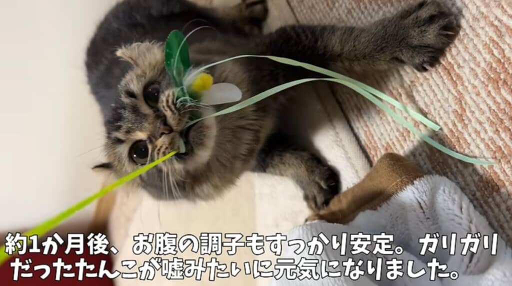 1カ月を過ぎると、すっかり元気に！