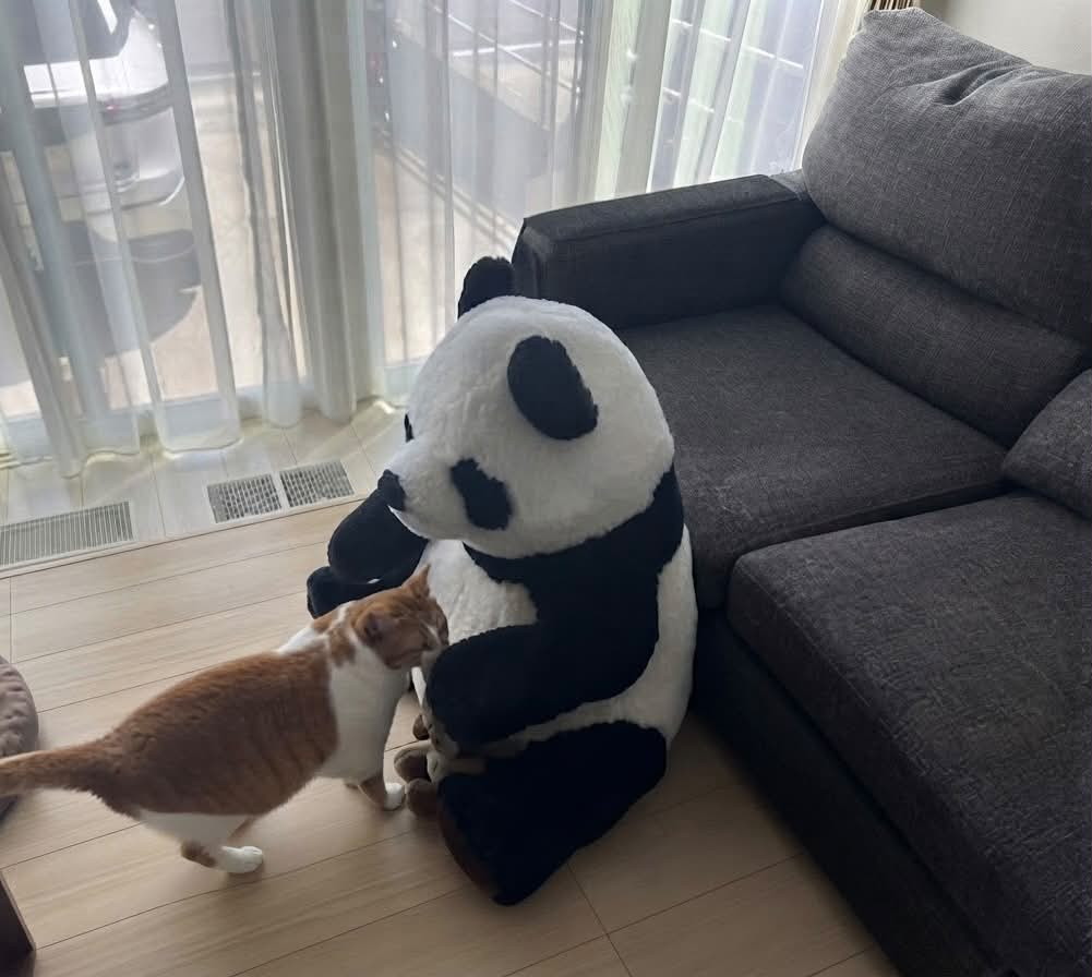 猫ちゃん的にはOK?