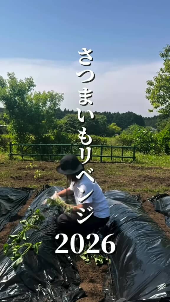 サツマイモ栽培に再挑戦する投稿者