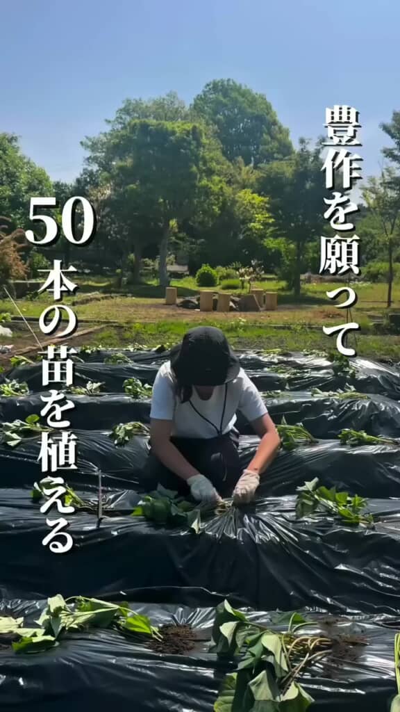 50本の紅はるかの苗を植えた