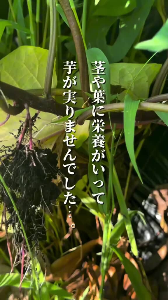 前回採れた非常に細いイモ