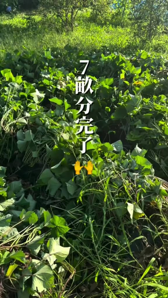 ツル返しを行った後の畑