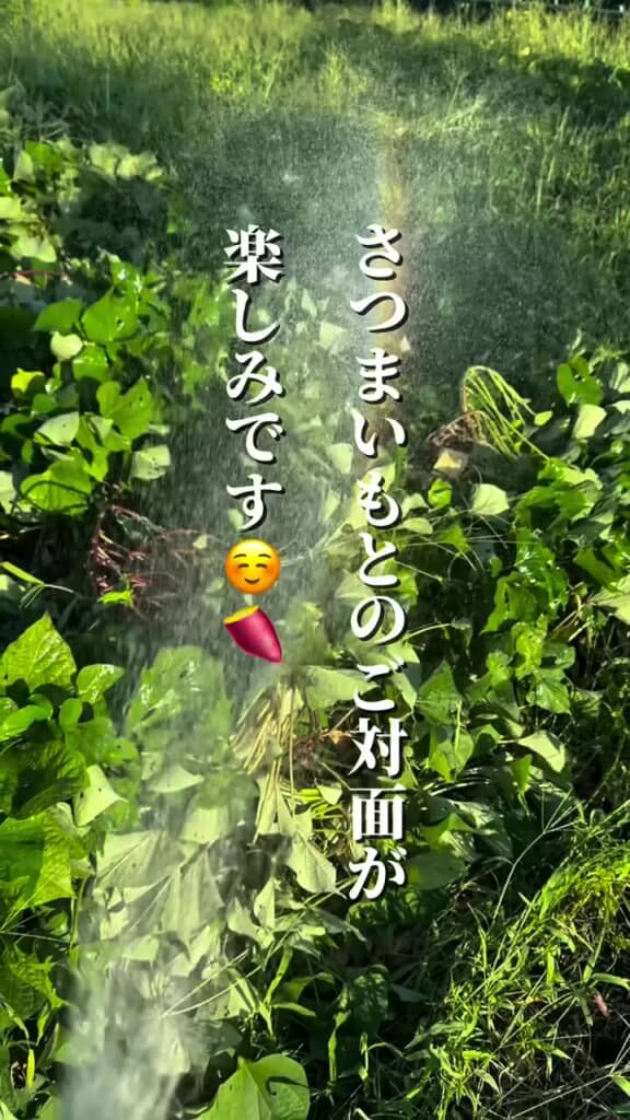 サツマイモとの対面に期待を寄せる投稿者