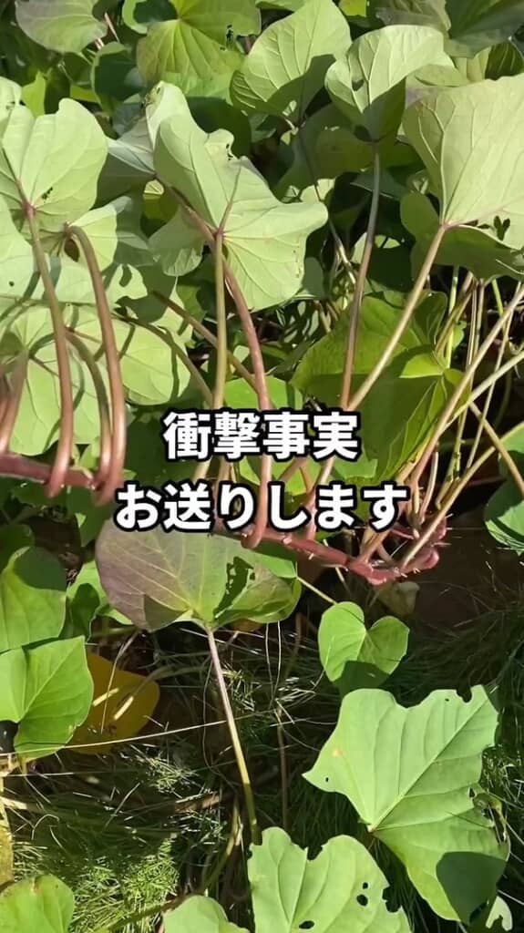 たった2つの苗から、一面に葉が広がるさつまいも畑に成長