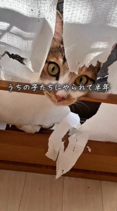 破られちゃった……!