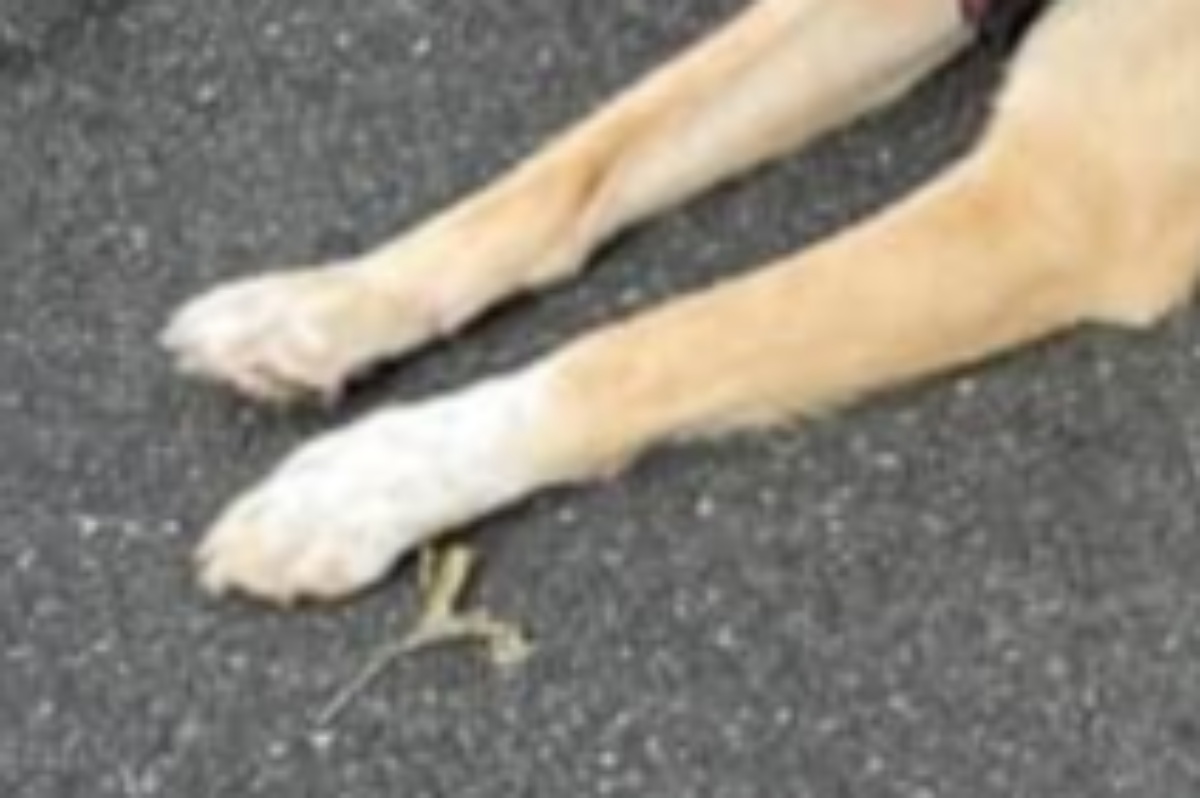 散歩中、マダムに「きれいな犬ですね」と言われた飼い主→納得の姿に「そうでしょうそうでしょう」「カワイーヌ」（1/3） | 犬 ねとらぼ