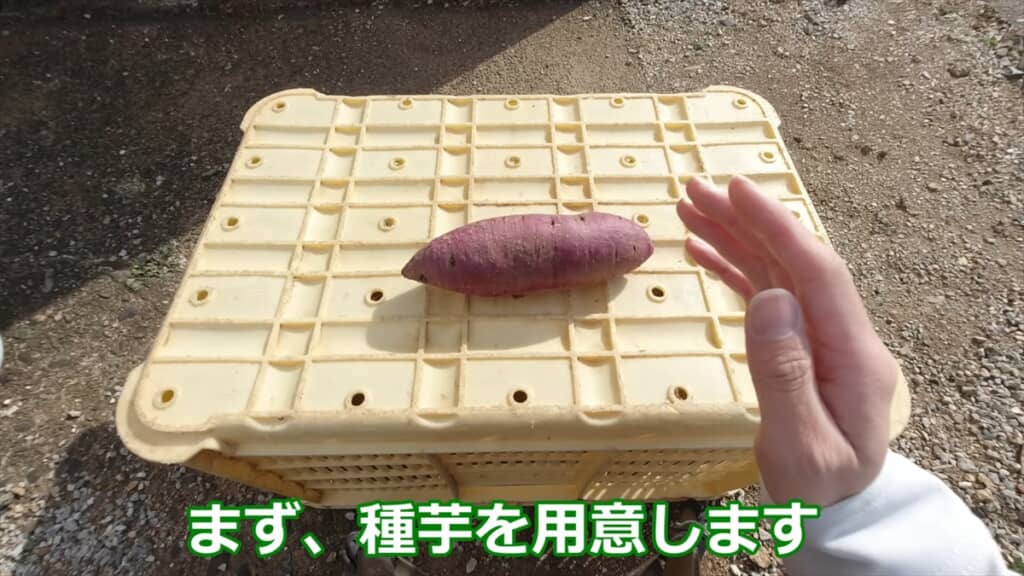 自宅でサツマイモの苗を作る方法