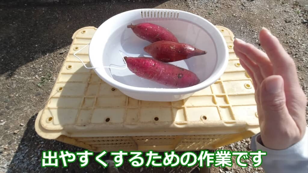 自宅でサツマイモの苗を作る方法