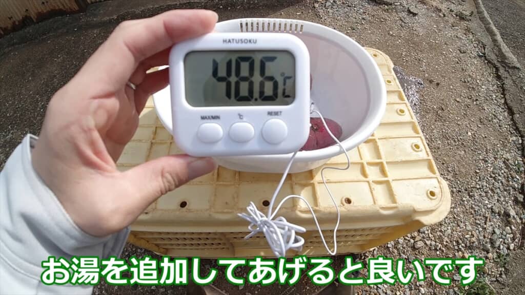 自宅でサツマイモの苗を作る方法