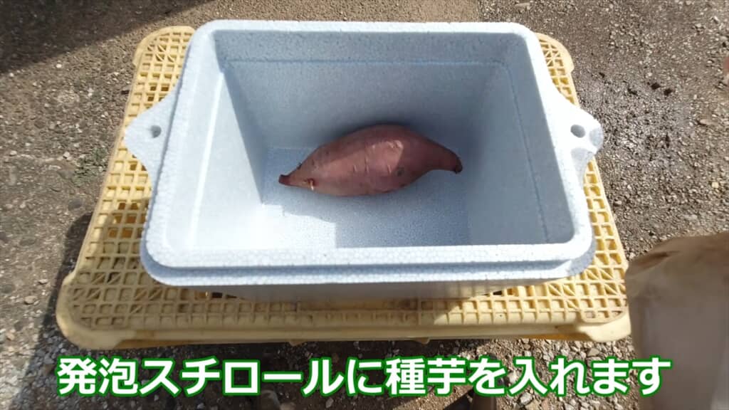自宅でサツマイモの苗を作る方法
