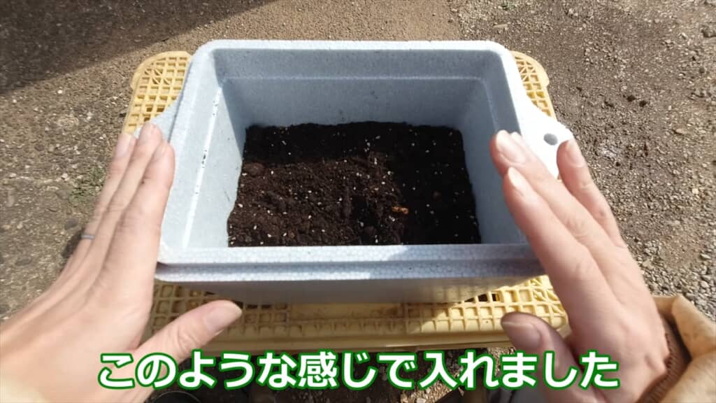 自宅でサツマイモの苗を作る方法