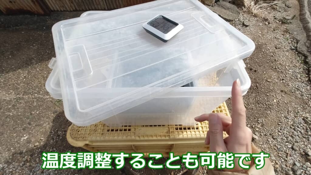 自宅でサツマイモの苗を作る方法