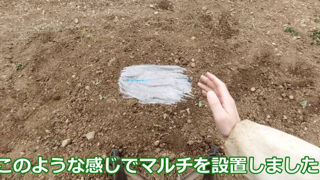 自宅でサツマイモの苗を作る方法