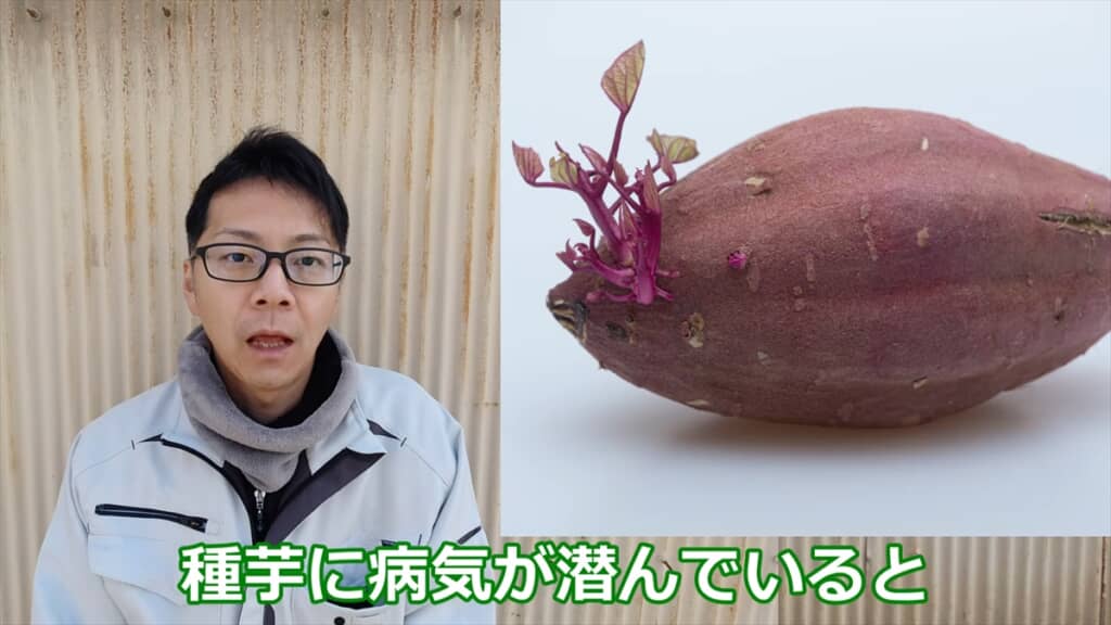 自宅でサツマイモの苗を作る方法