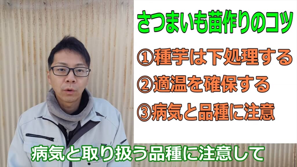 自宅でサツマイモの苗を作る方法