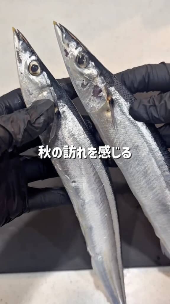 秋の味覚・サンマにアニサキスはいるのか？