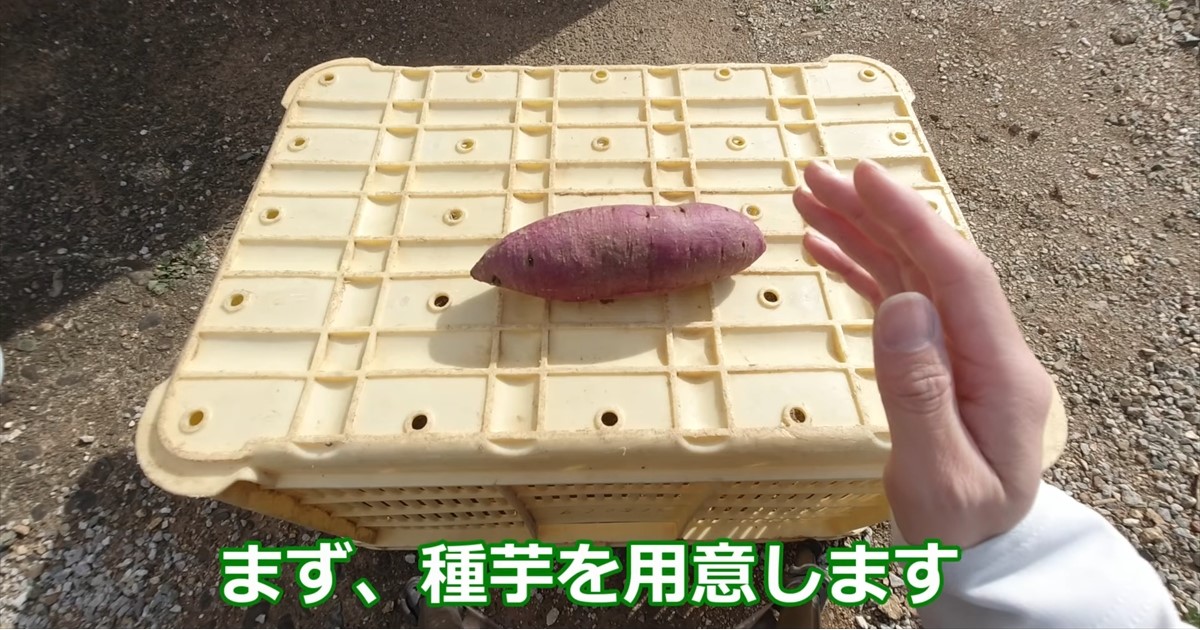 スーパーで購入したサツマイモ→お湯に40分ほど浸して放置したら……「これだ～～～」　プロが教える簡単テクに「初めて知りました」（1/2） | IT・科学 ねとらぼ