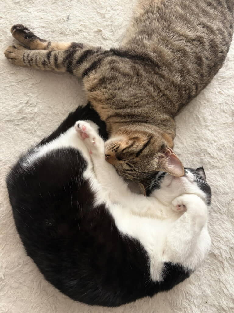 くっついてすやすや
