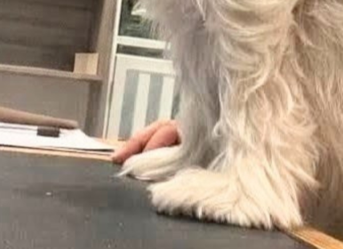愛犬をペットホテルに預けた飼い主、心配していたが……　「ちょっと待って」「適応力えぐいw」「安心しました」（1/3） | 犬 ねとらぼ