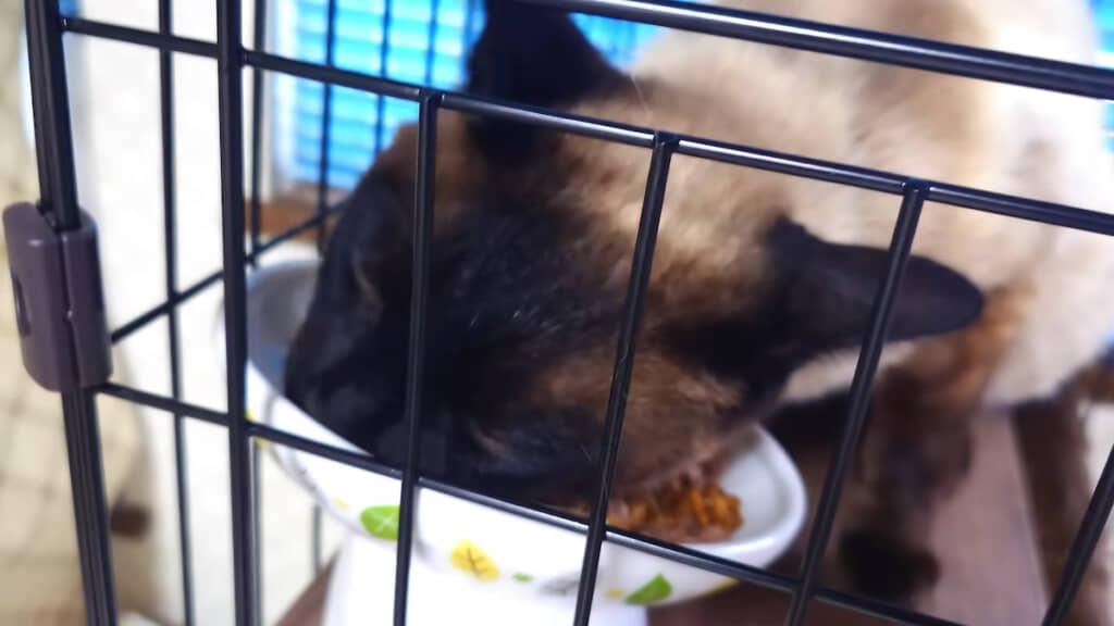 さっそく食欲旺盛な幸くん