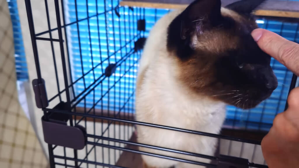 よしよし、よく食べたね〜