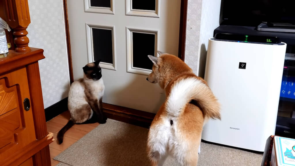 見つめ合うまいちゃんと幸くん