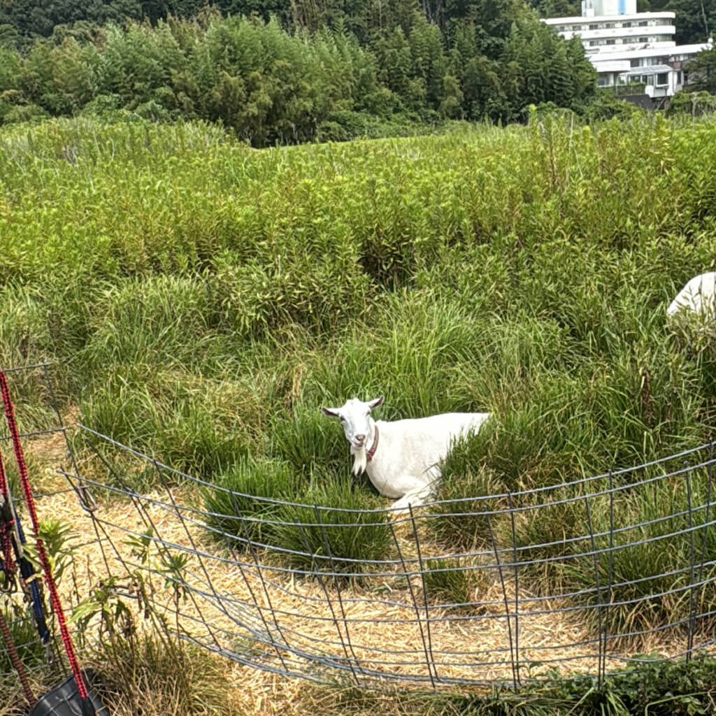 草を食べる気がなさそうなヤギ