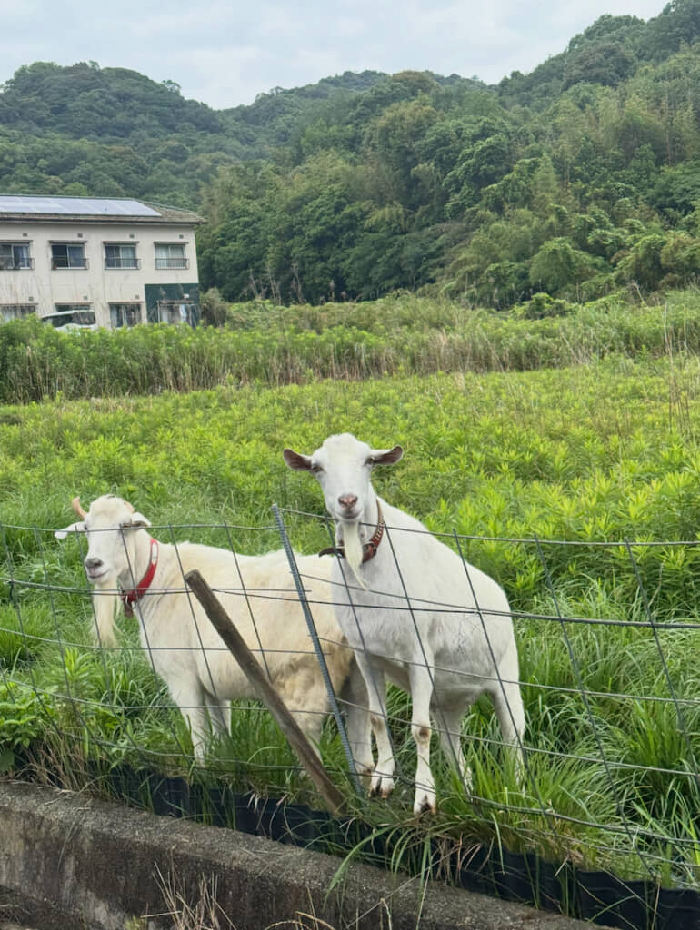 草に関心のない様子のヤギたち