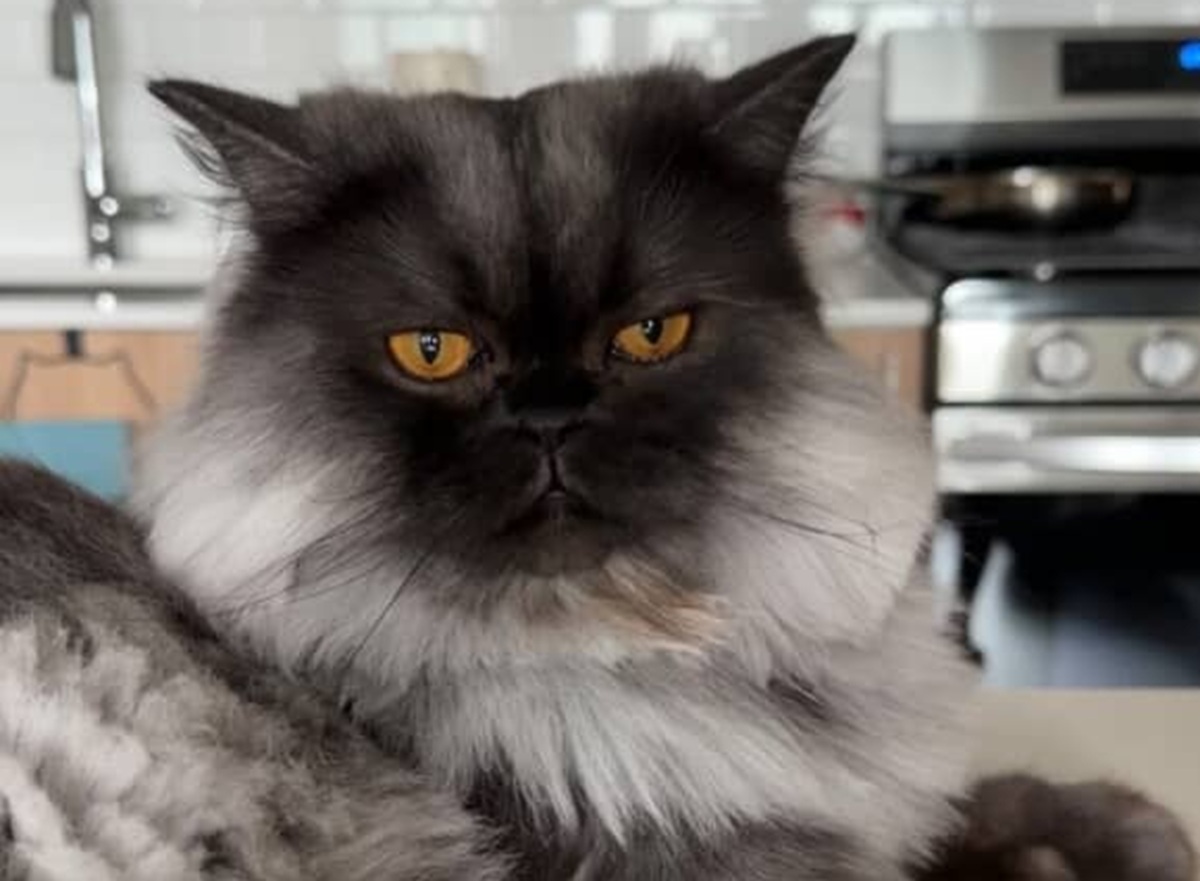 夫「猫にちゃんと薬をあげたよ」→妻がふと見ると……　600万再生のまさかの姿に「吹いたｗｗ」「これは」【海外】（1/2） | 猫 ねとらぼ