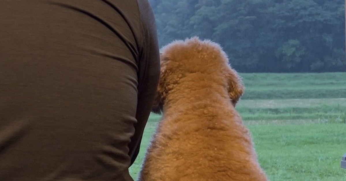 雨の日、しょんぼり外を見つめる愛犬→ところがその後…… “別犬のような姿”に「最高の写真」「かわええ」(1/2) | 犬 ねとらぼ