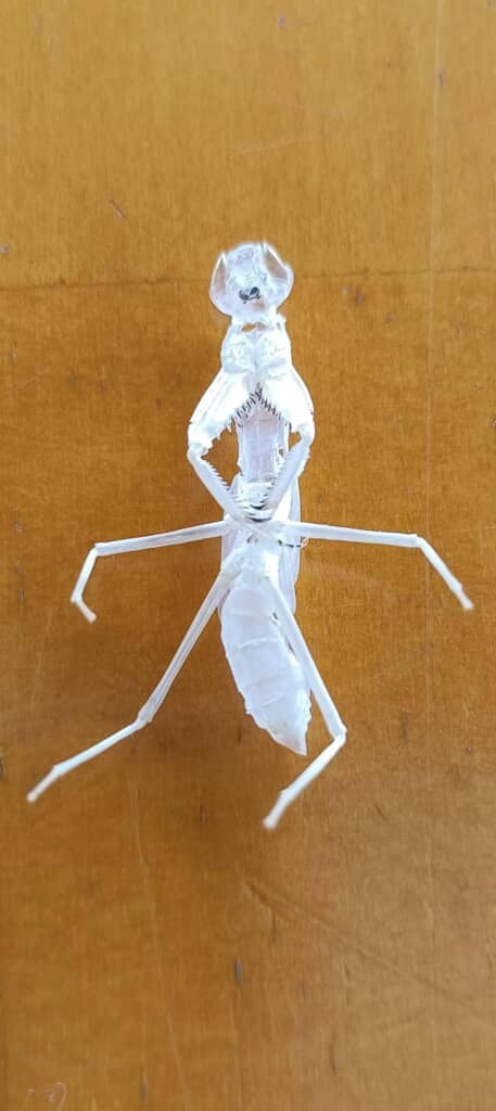 カマキリの抜け殻を近くで撮った写真
