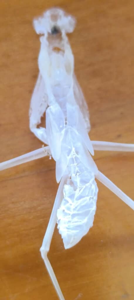 抜け殻の腹部をアップで撮った写真