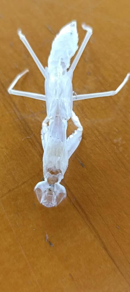 抜け殻を頭側から撮った写真