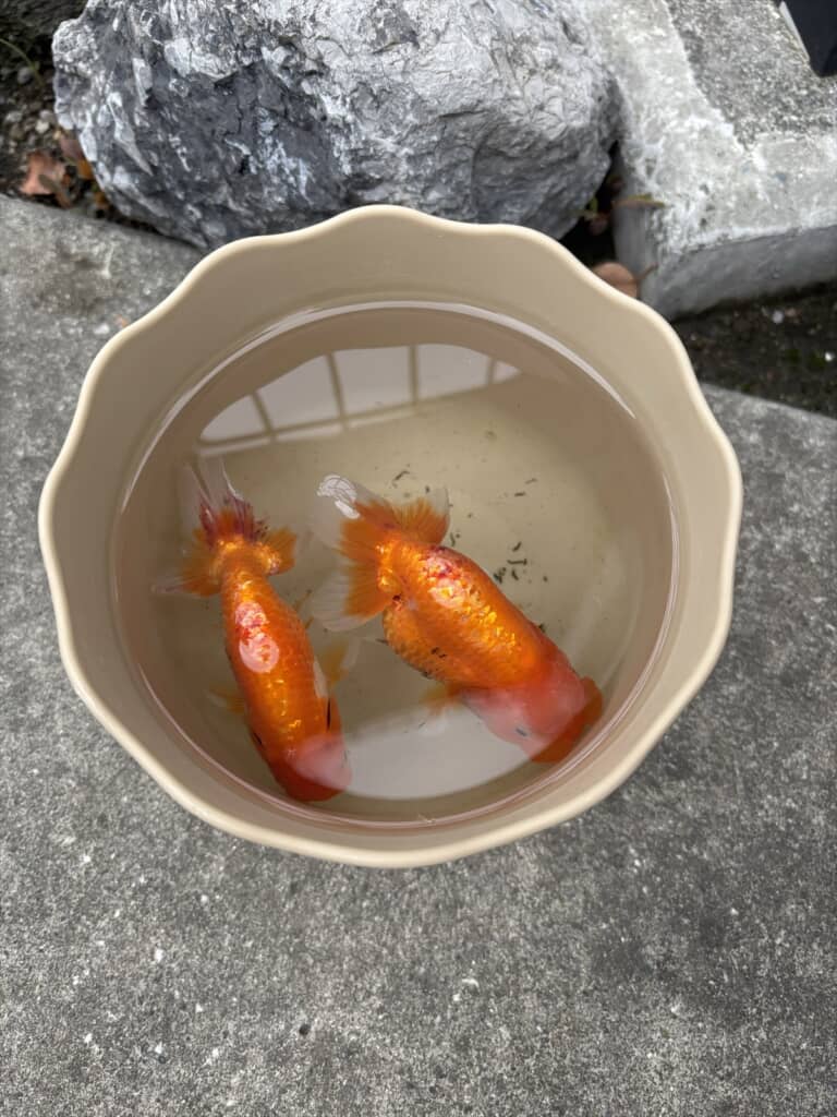 川で拾ったランチュウ