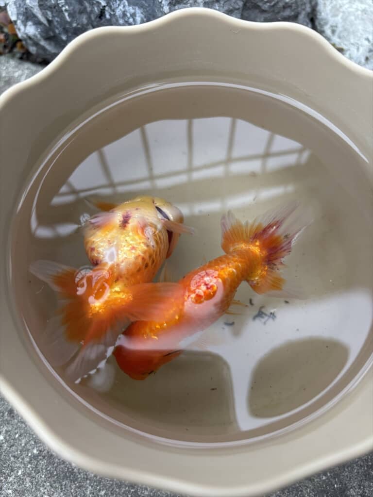 川で拾ったランチュウ