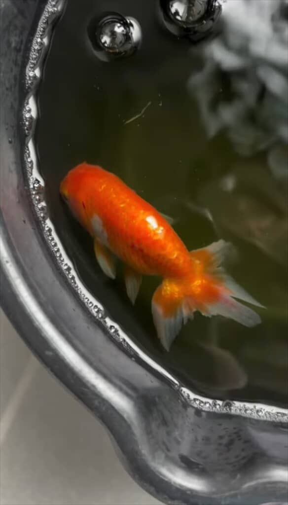 川で拾ったランチュウ