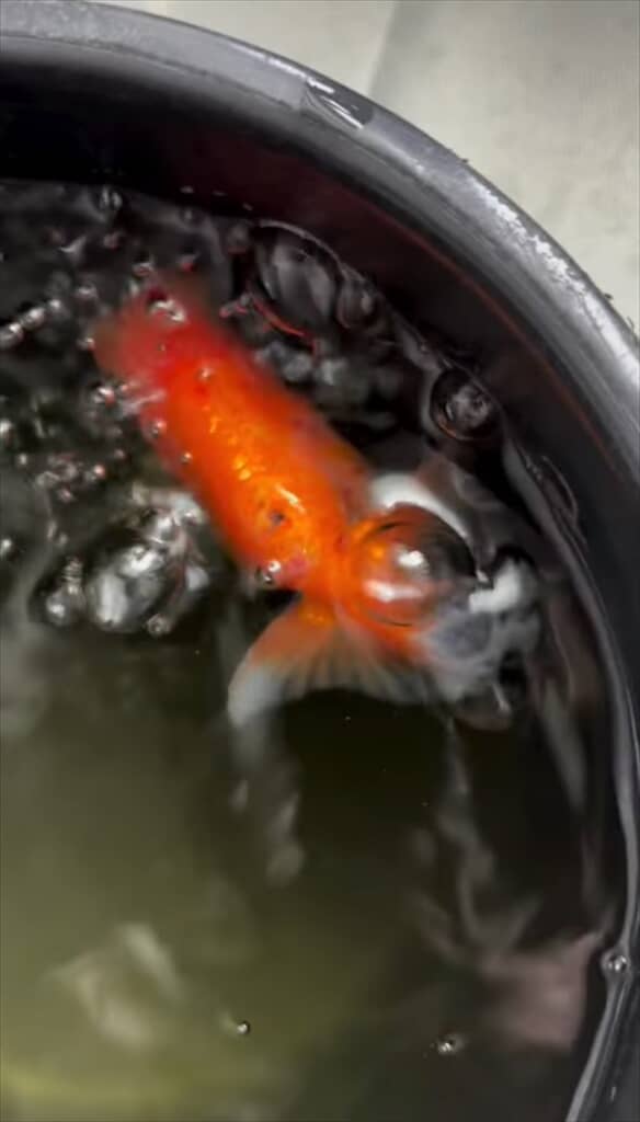 川で拾ったランチュウ