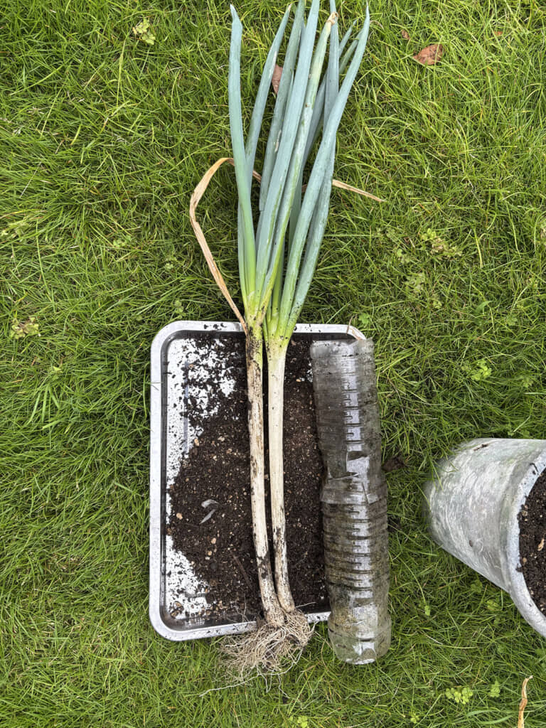 植木鉢とペットボトルで立派なネギができました