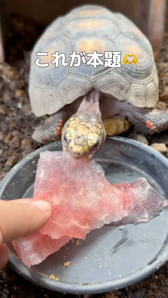 ペットのカメにもお裾分け