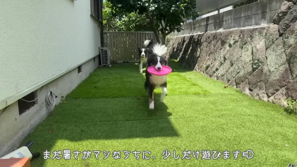 猛暑が続く夏