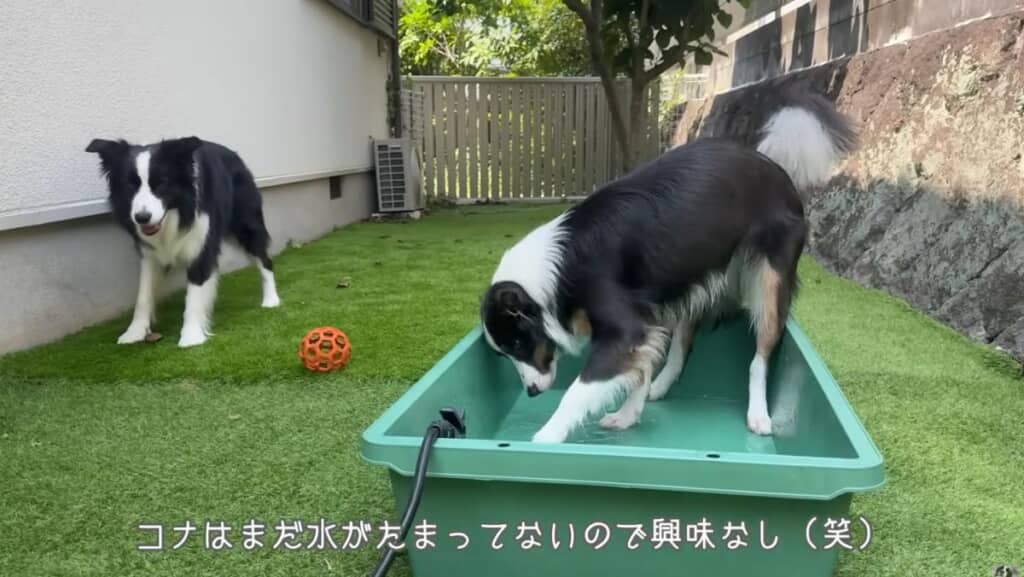 プラ舟を使い簡易的な水遊び場を用意
