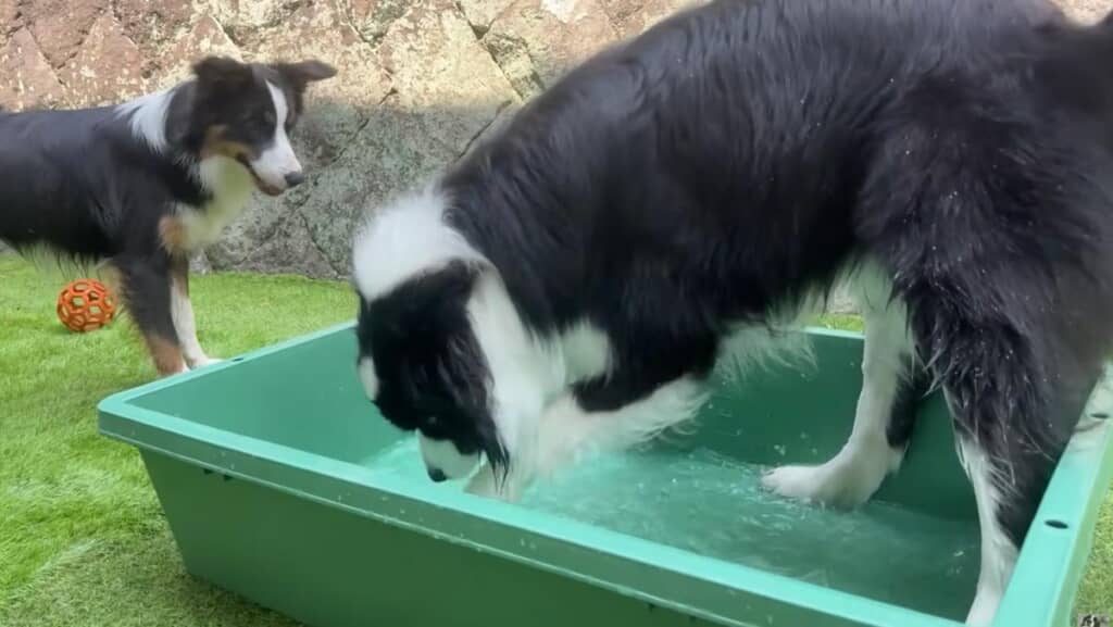 水の王・コナくんの独占状態に