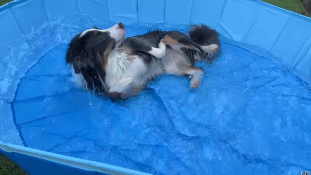 独特な水遊びに困惑する飼い主さん