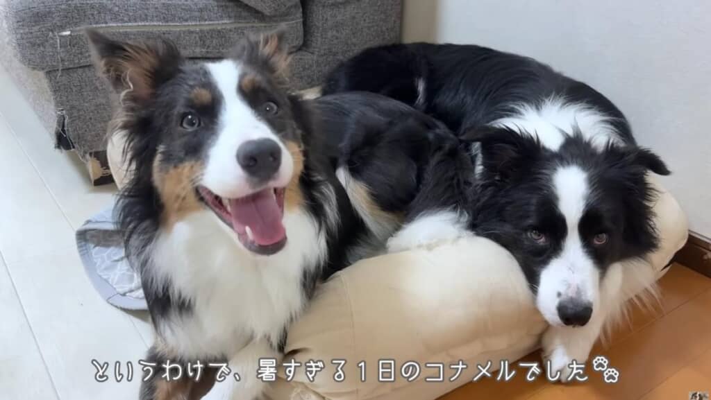大満足な1日となったのでした