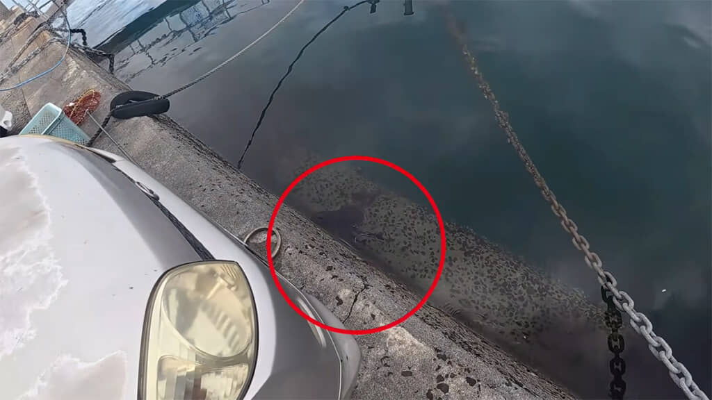 海の中にでっかい謎の生き物が
