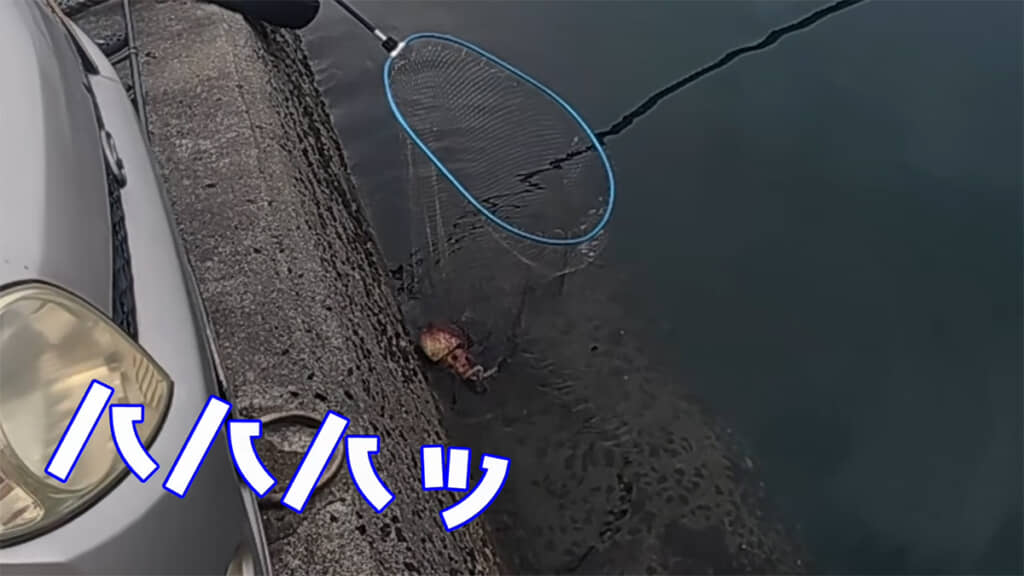 網ですくうと色が変わり、サイズも小さくなりました
