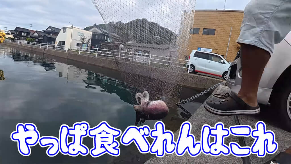 謎の生物の正体は「ムラサキダコ」でした